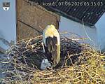Capi_Dubne_20260607_053503.jpg