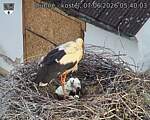 Capi_Dubne_20260607_054003.jpg