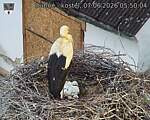 Capi_Dubne_20260607_055004.jpg