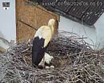 Capi_Dubne_20260607_060003.jpg