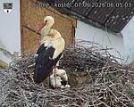 Capi_Dubne_20260607_060503.jpg