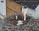 Capi_Dubne_20260607_062003.jpg