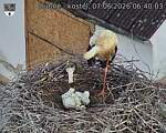 Capi_Dubne_20260607_064003.jpg