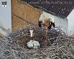 Capi_Dubne_20260607_064502.jpg