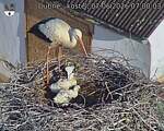 Capi_Dubne_20260607_070003.jpg