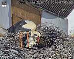 Capi_Dubne_20260607_070503.jpg
