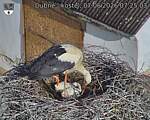Capi_Dubne_20260607_072503.jpg