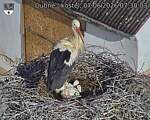 Capi_Dubne_20260607_073003.jpg