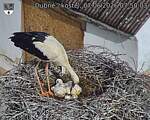 Capi_Dubne_20260607_075003.jpg