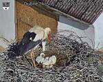 Capi_Dubne_20260607_080503.jpg
