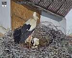 Capi_Dubne_20260607_081504.jpg