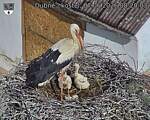 Capi_Dubne_20260607_082003.jpg