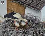 Capi_Dubne_20260607_082503.jpg