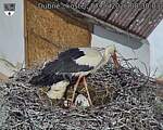 Capi_Dubne_20260607_083003.jpg