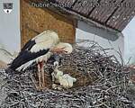 Capi_Dubne_20260607_084003.jpg