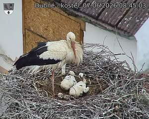 Capi_Dubne_20260607_084503.jpg (1350&nbsp;x&nbsp;1080)