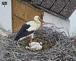 Capi_Dubne_20260607_085003.jpg