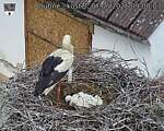 Capi_Dubne_20260607_090003.jpg