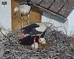 Capi_Dubne_20260607_090504.jpg