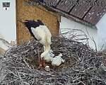 Capi_Dubne_20260607_093503.jpg