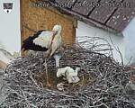Capi_Dubne_20260607_095003.jpg