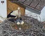 Capi_Dubne_20260607_100003.jpg