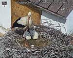 Capi_Dubne_20260607_100503.jpg