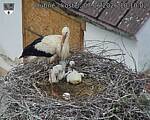 Capi_Dubne_20260607_101002.jpg