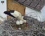 Capi_Dubne_20260607_101503.jpg