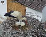 Capi_Dubne_20260607_102003.jpg