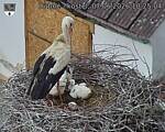 Capi_Dubne_20260607_102504.jpg