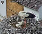 Capi_Dubne_20260607_104003.jpg