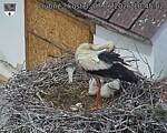 Capi_Dubne_20260607_104502.jpg