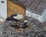 Capi_Dubne_20260607_110503.jpg