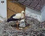 Capi_Dubne_20260607_111003.jpg