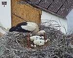 Capi_Dubne_20260607_111504.jpg