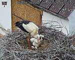 Capi_Dubne_20260607_112002.jpg