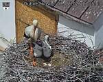 Capi_Dubne_20260607_112503.jpg