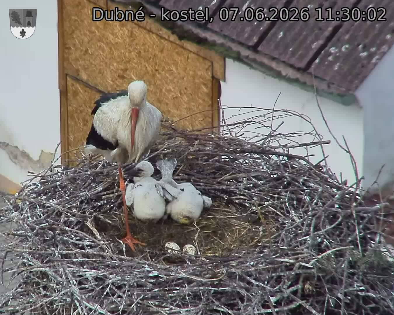 Capi_Dubne_20260607_113002.jpg (1350&nbsp;x&nbsp;1080)