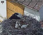 Capi_Dubne_20260607_121503.jpg