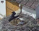 Capi_Dubne_20260607_122003.jpg