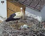 Capi_Dubne_20260607_123003.jpg