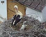 Capi_Dubne_20260607_124003.jpg