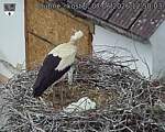Capi_Dubne_20260607_125003.jpg
