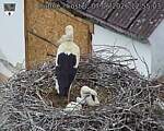 Capi_Dubne_20260607_125503.jpg
