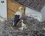 Capi_Dubne_20260607_130003.jpg