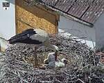 Capi_Dubne_20260607_132002.jpg