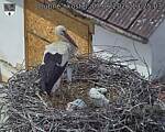 Capi_Dubne_20260607_132503.jpg