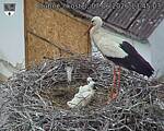 Capi_Dubne_20260607_134503.jpg