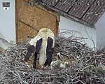 Capi_Dubne_20260607_141003.jpg